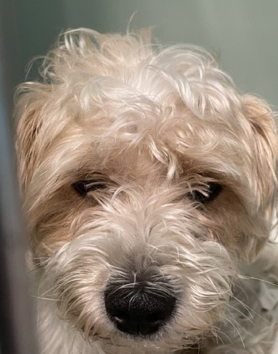 Meet Bean 233984
#NewIntake #NYCACC #RescueOnly 
A cute 14 lb, 3 yr old boy
Loves going to park &amp; playing with stuffies
Fearful &amp; avoidant in care
New Hope Only 
Can Bean come live with you?
nycacc.app/browse/233984
#Pledge4Rescue #foster #adopt