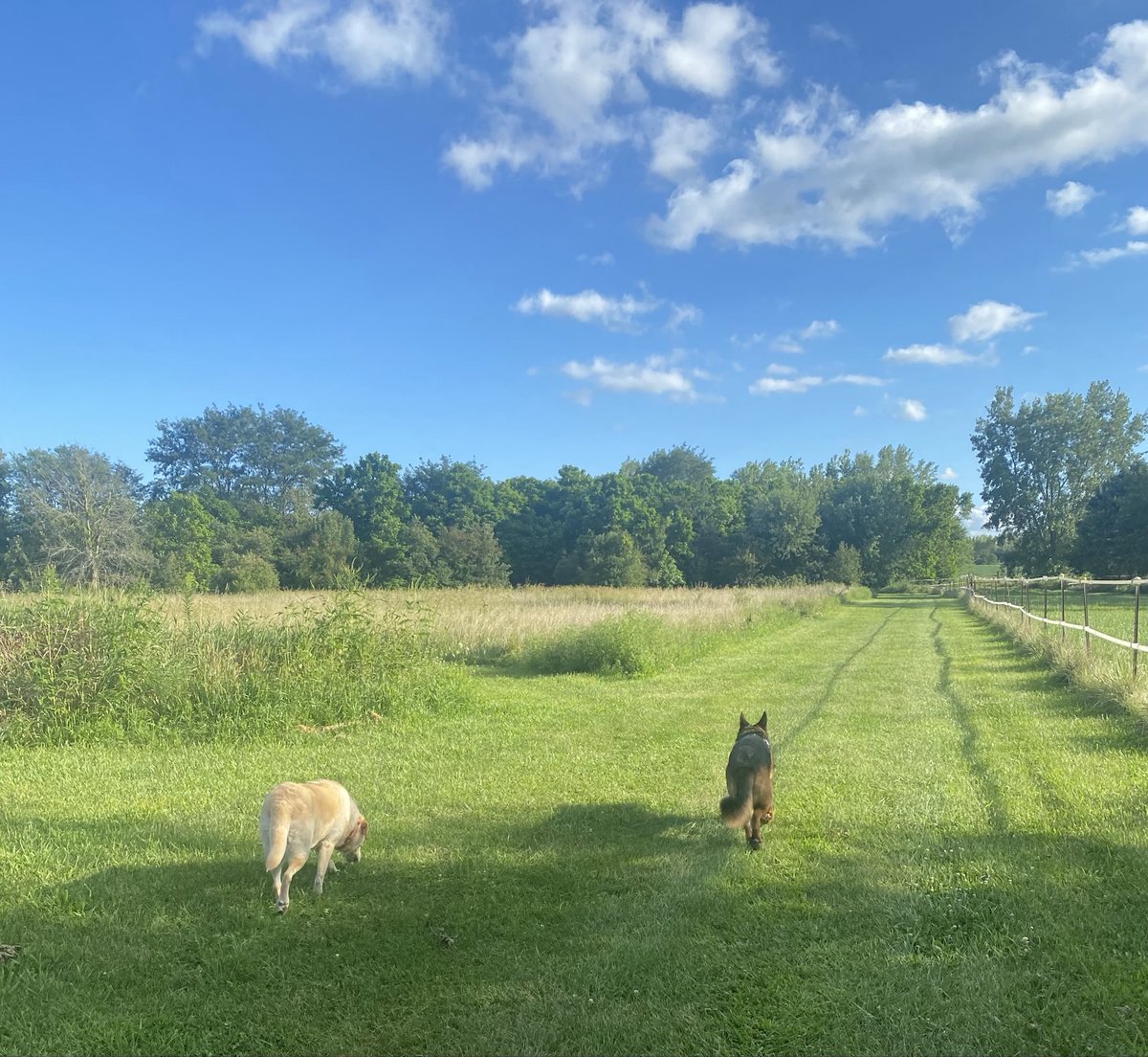 Beautiful Tuesday evening walking Haley and Gunner