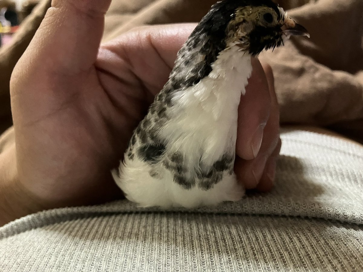ひめうずら研究室 成鳥用配合飼料 4kg 鳥 餌 ヒメウズラ ひめ