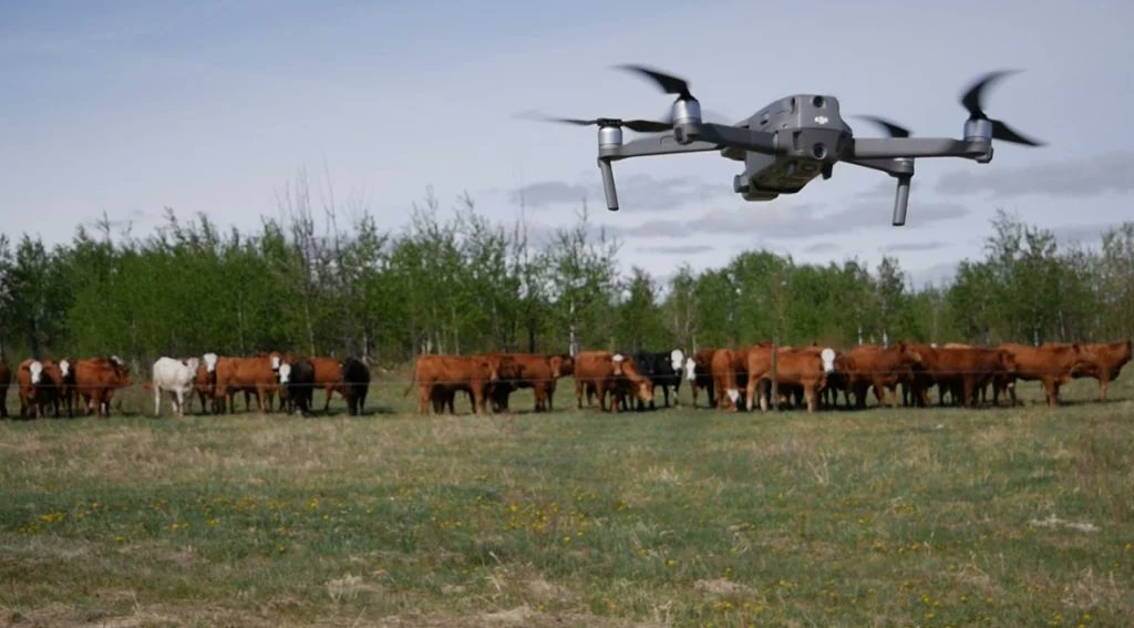 realagriculture's tweet photo. Ranch tech is evolving—are these tools useful or just expensive toys? Join Sean Thompson and Amber Bell as they explore the latest innovations in livestock production.
👉 Watch now: https://t.co/P7Td17Inpv
#cdnag #ranchtech https://t.co/36nvhTnXBO