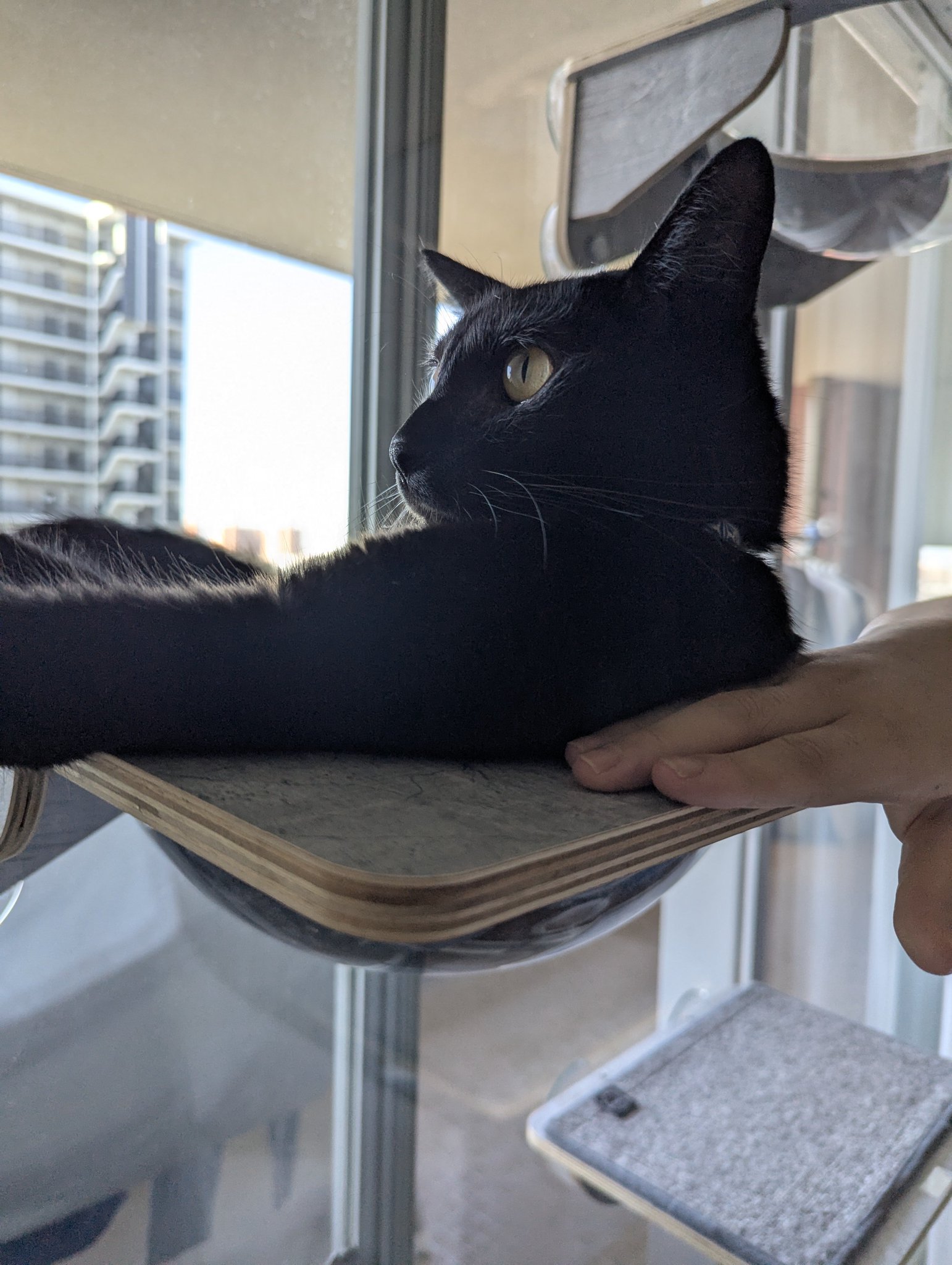 黒ねこです。 ケーセン ネコ テディベアオブウィットニー