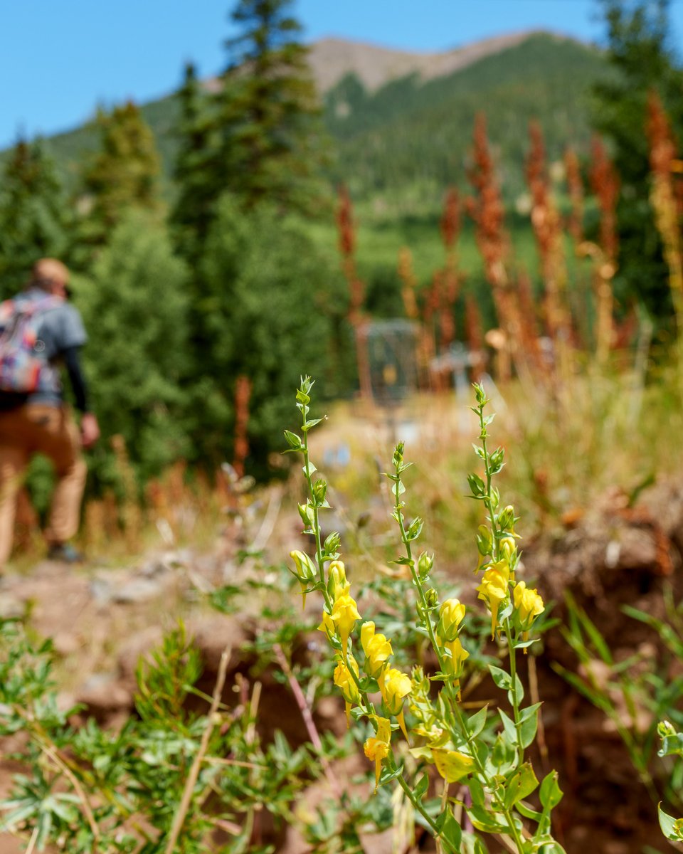 The wildflowers are in full bloom around the mountain! This is your sign to get outside and enjoy an alpine adventure this week 🌼

📸: 08.17.25