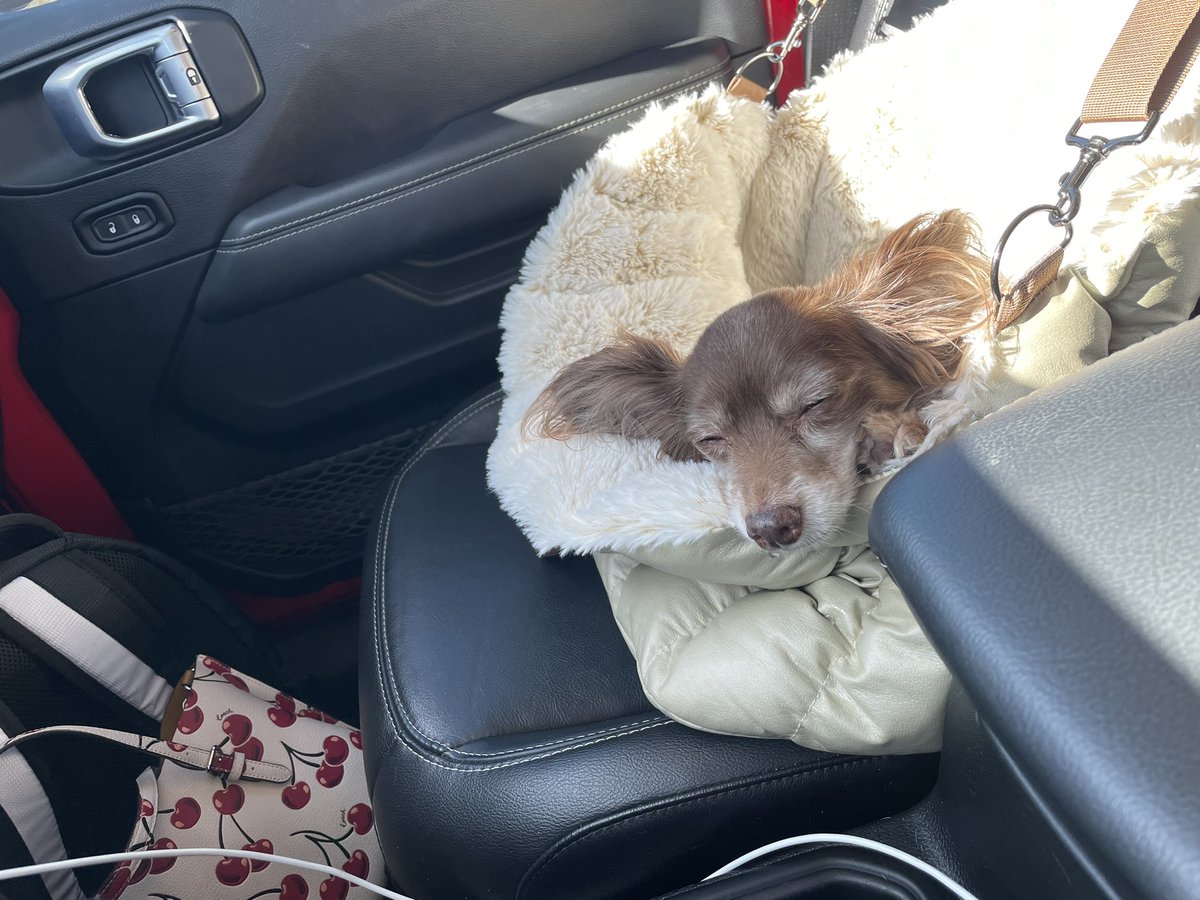 KittnCommander's tweet photo. Being mom’s supervisor at work is exhausting. Too tired for any carpool talk. @GlockXmm @dogscantwhistle https://t.co/awfGe5hiLW