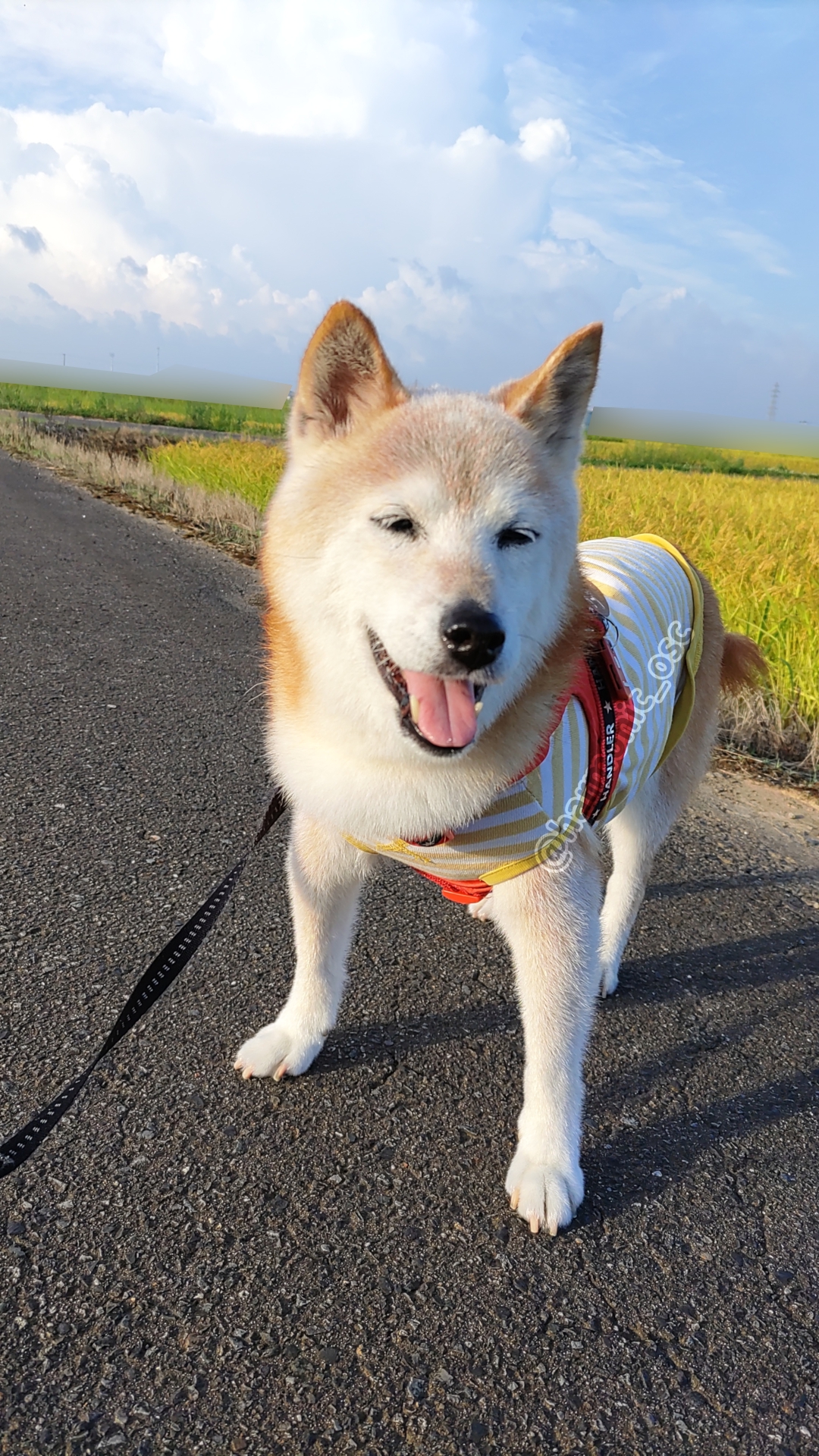 yutaka4848🐕🐾🎮💻_φ(・_・ on X: 