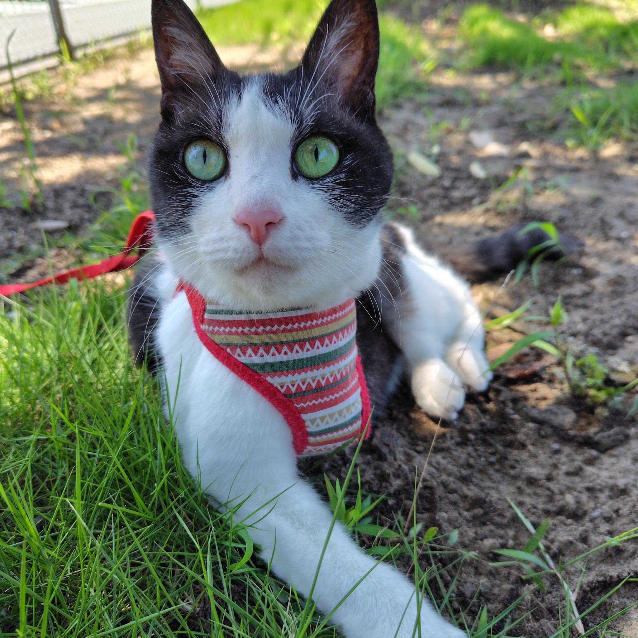 ねこハチ様 f936b2bffdeb312b864af0d5425e68