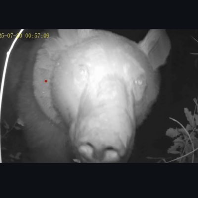 Memlekette dolanırken fotokapana yakalanmışız
#YeniProfilResmi