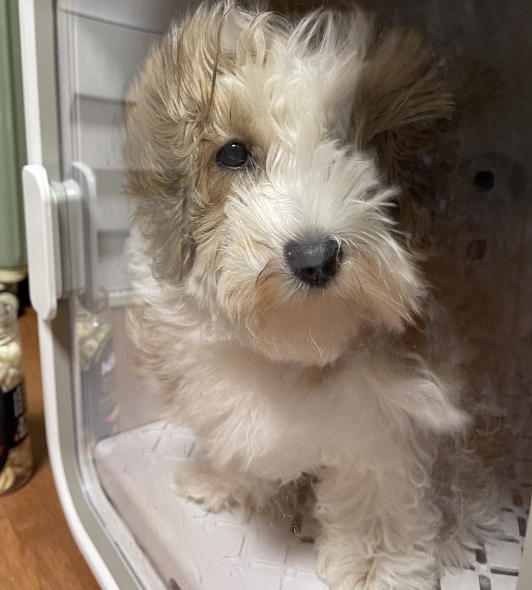 애플 (@lovelyapple1211) on Twitter photo 