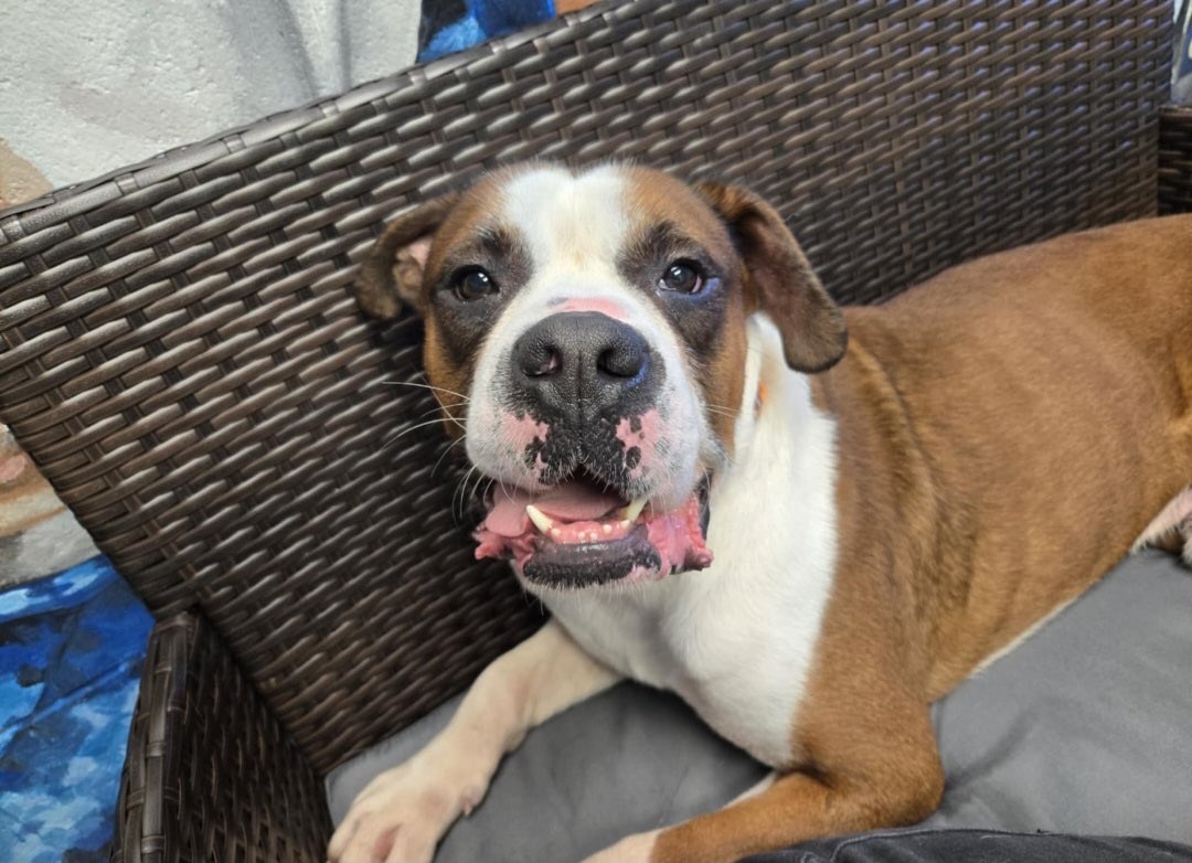 Diesel is a 3 yr old male boxer that likes the ladies. He doesn’t want to share a home with any male dogs 🤷‍♀️He is fully vetted and fostered in #Maryland . He’s a sweet boy who loves to go for walks and car rides. #boxerdogs #rescuedogs #boxerdoglover #boxerlife #adoptdontshop
