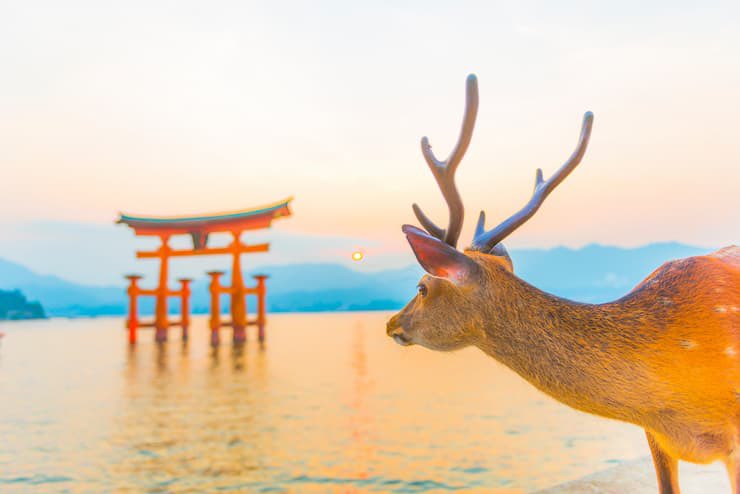 明後日から初広島🦌🍁
誰かとお茶やご飯食べられたら嬉しい😊
