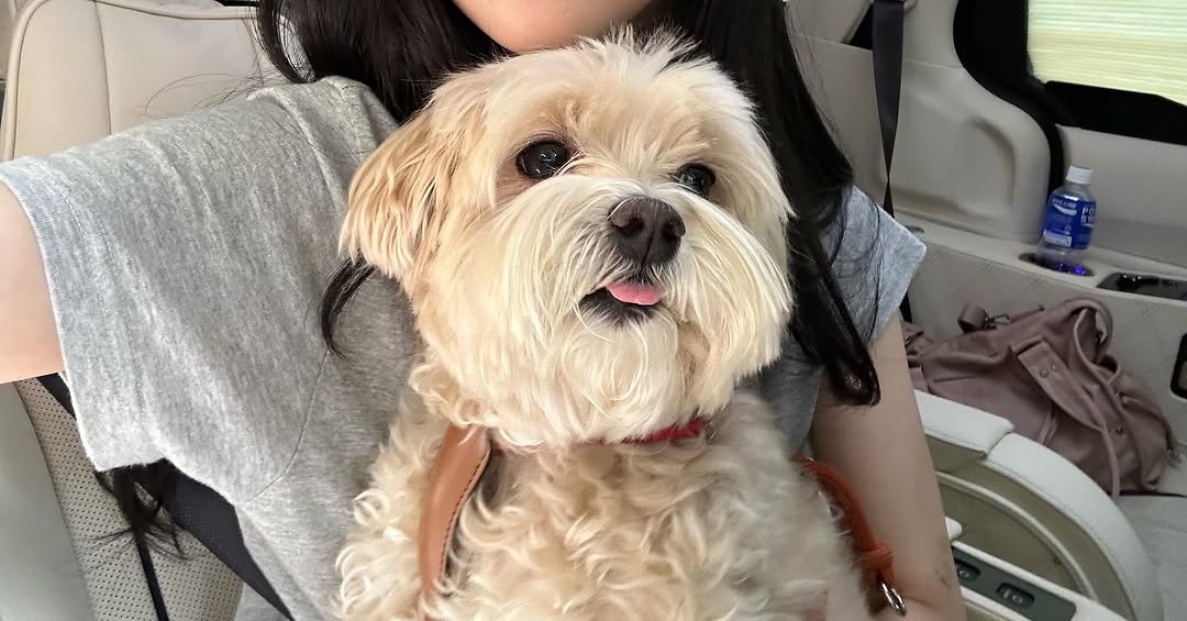 pjy_513's tweet photo. 250820 정연 인스타그램 (1)
🐶:눈나랑 촬영했다. 조금 피곤하고 많이 즐거웠다🍀
#박정연 #Parkjungyeon https://t.co/d4Kgtug6pK