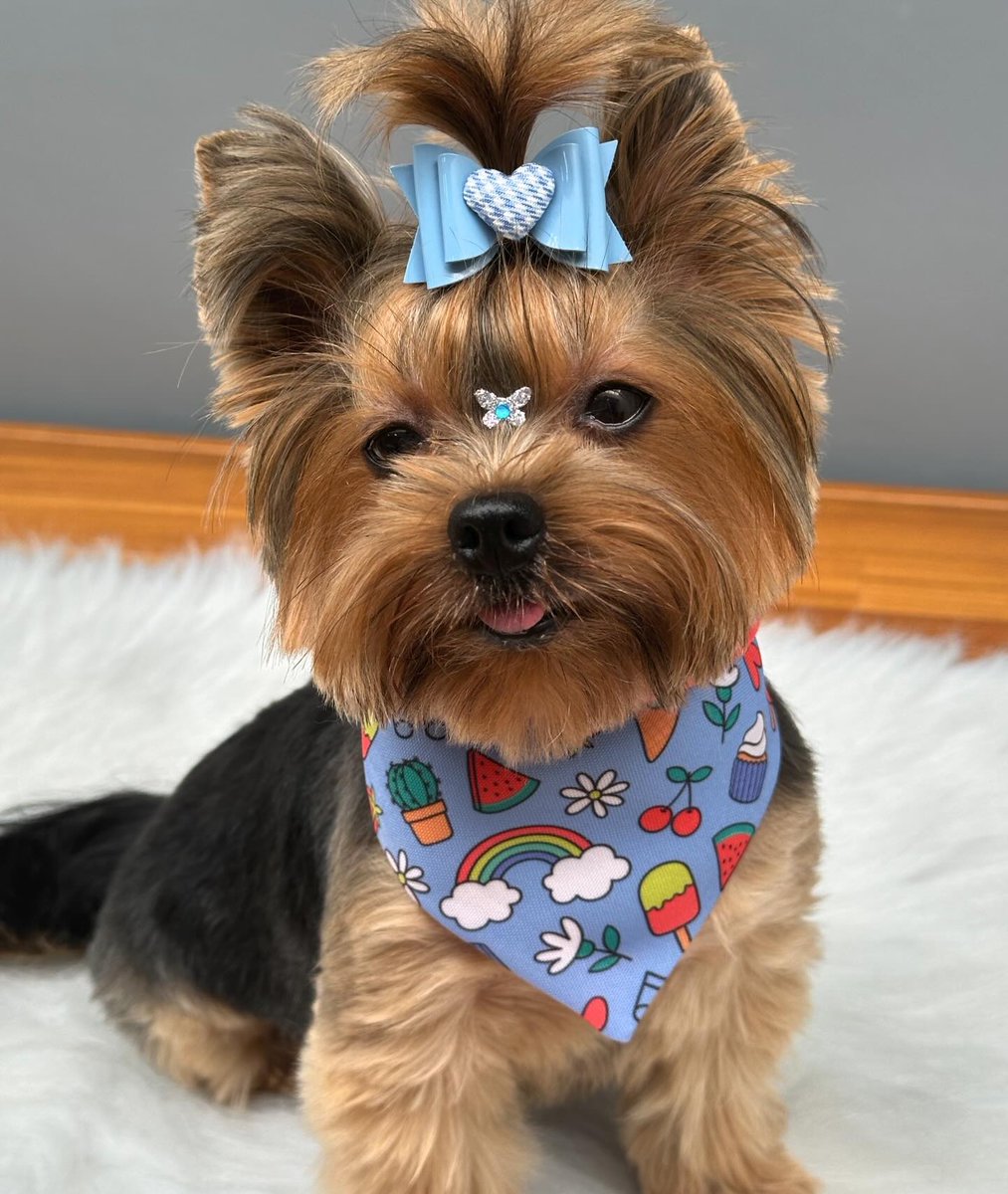 YorkieShoutOuts's tweet photo. ➡️REPOST/SHOUTOUT⁠
⁠
🐾⁠
DM for 📷 Photo credit or removal ⁠(All rights are reserved &amp; belongs to their respective owners)⁠
⁠
❤️Follow Us if you love Yorkies!❤️⁠#yorkieshoutouts ( #📷 @york.megg ) https://t.co/z4aF60n6g6