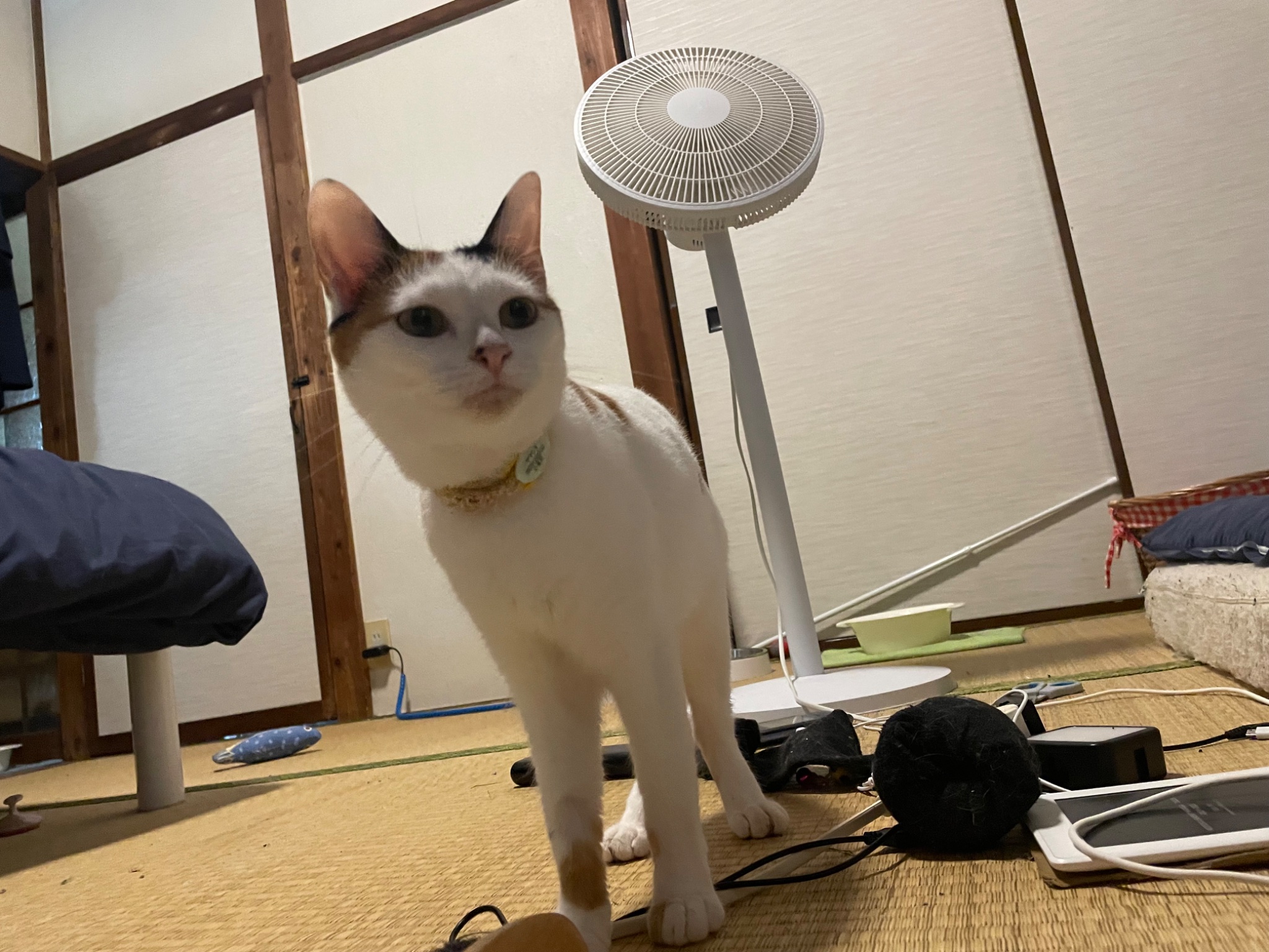 にゃん ほぐにゃん 頭ほぐすにゃん | 株式会社ビューティーワールド