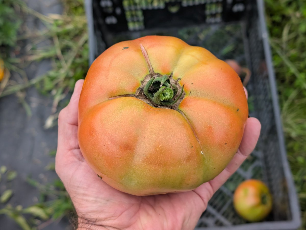 Barclay C Nap tweet media