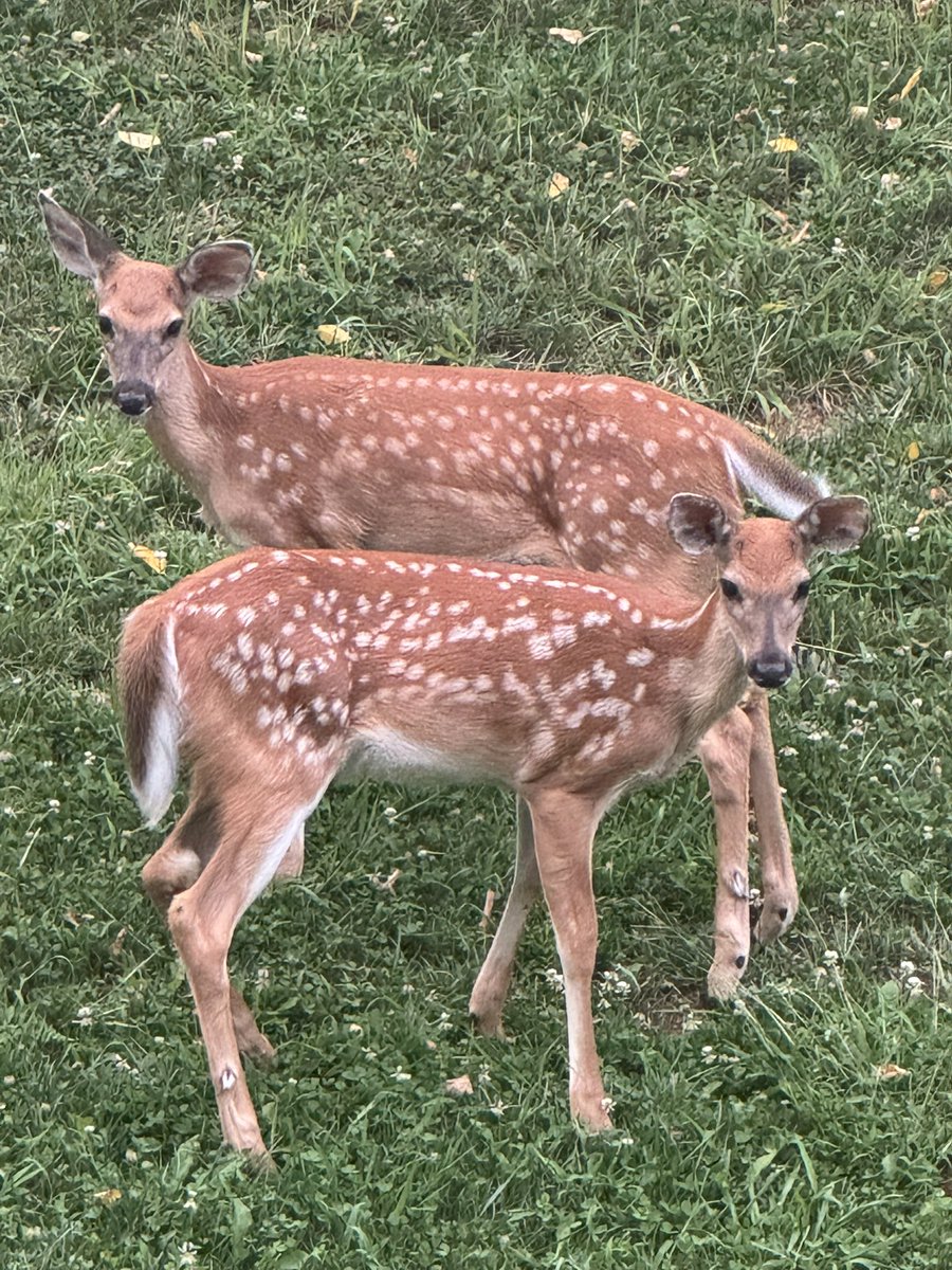 the deer in our backyard 🥹