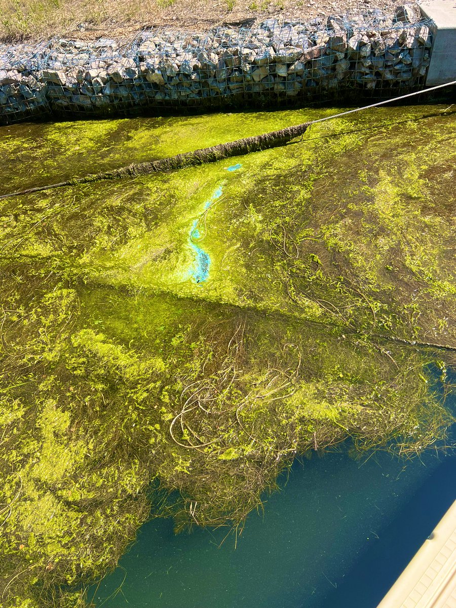 The dreaded blue-green at Coulter, Gates of the Mountains. Beware.