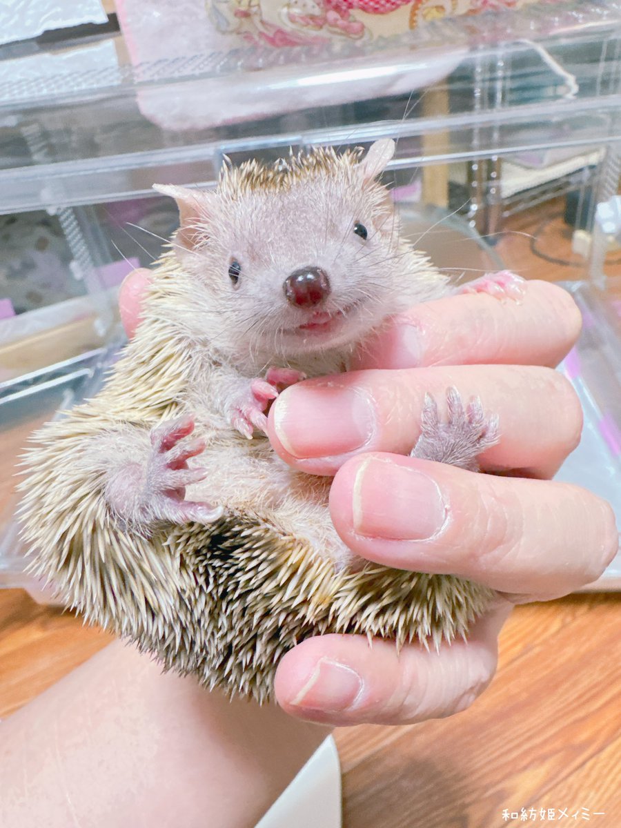 あざとかわいい😛