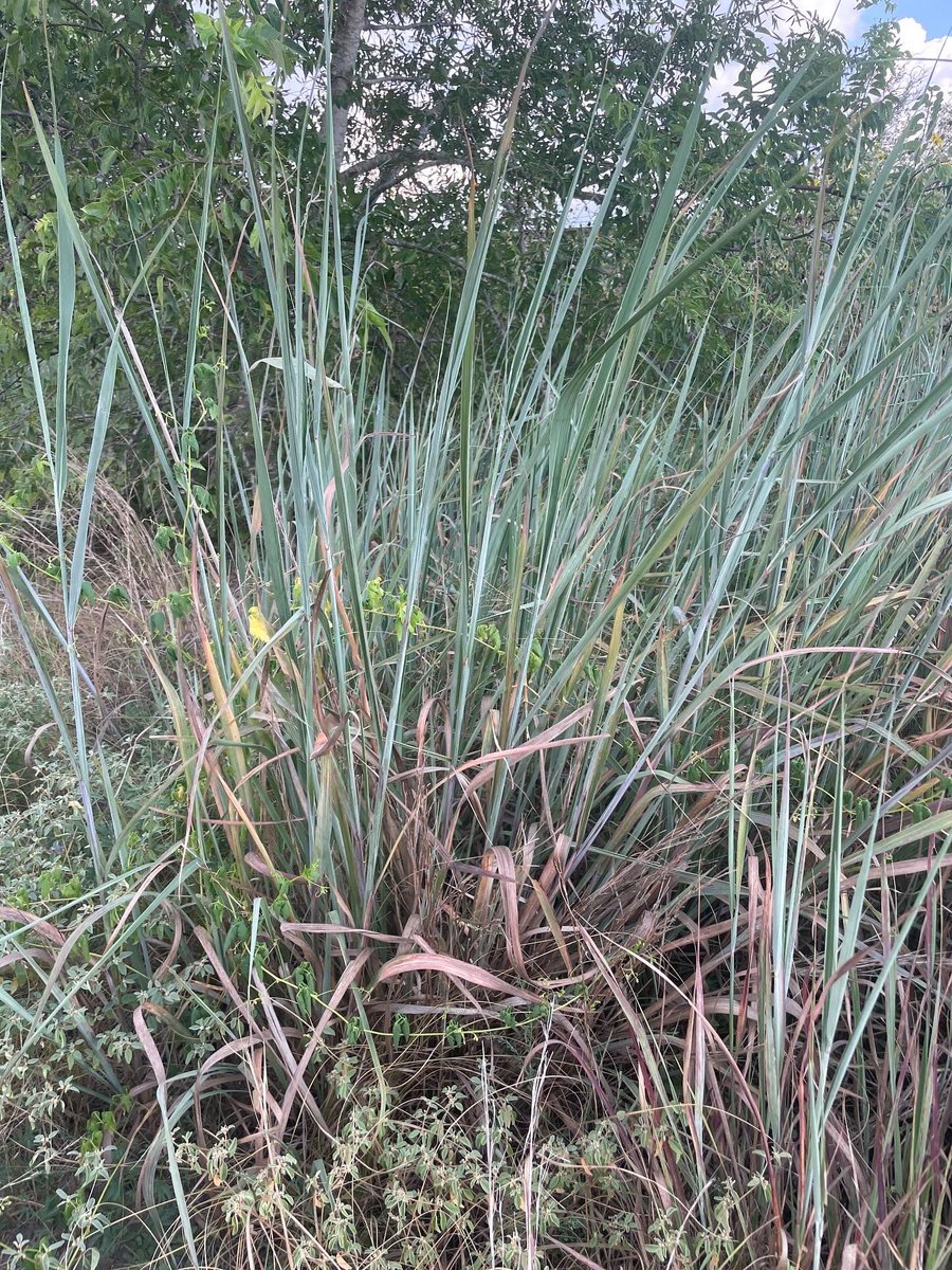 ForrestSSmith's tweet image. Blackland Prairie remnant near Marion, TX. Very rare.