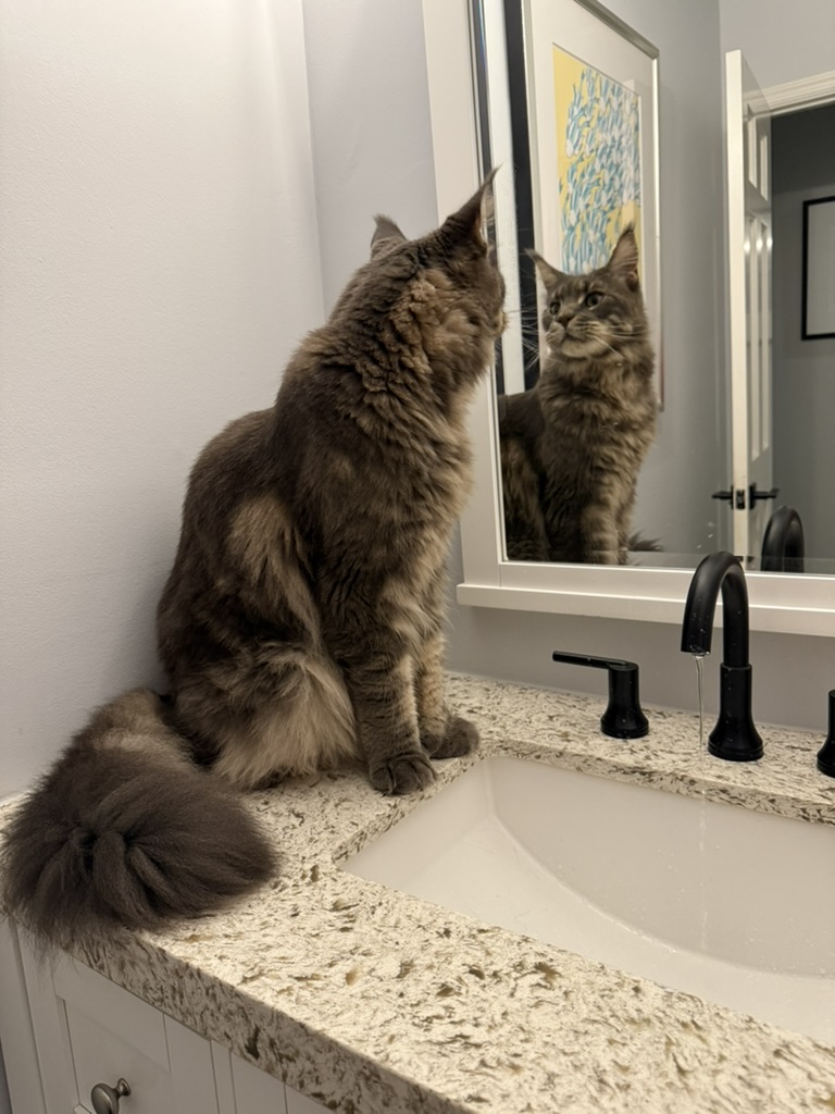 dieseltcat's tweet photo. Purrrrfection........

#MaineCoon #MaineCoonofTheDay #maincoonofinstagram #cats #catsofinstagram https://t.co/GRXHUS9BoI