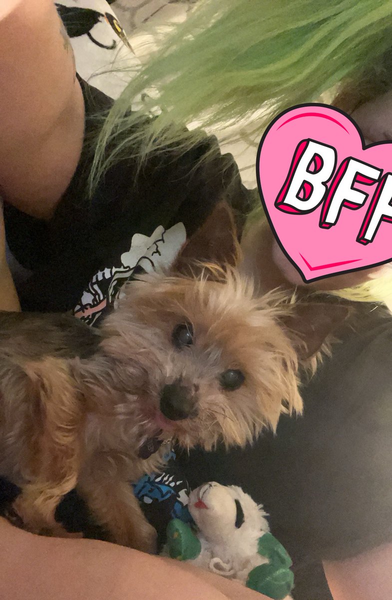 lobotomyneeder's tweet photo. @runescapefiend best dog in the fucking world how was he real https://t.co/56bkcFoYrr