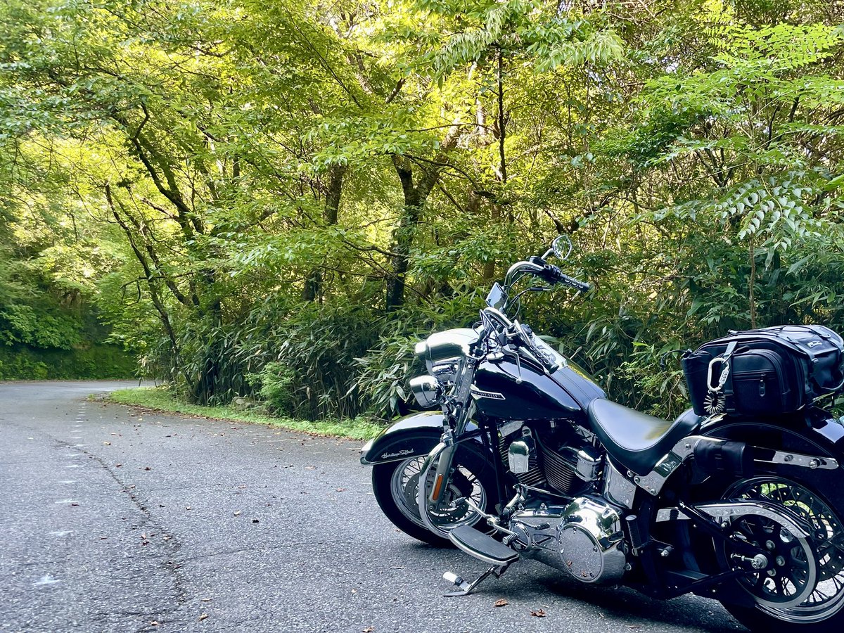 アフロ・レイ tweet media