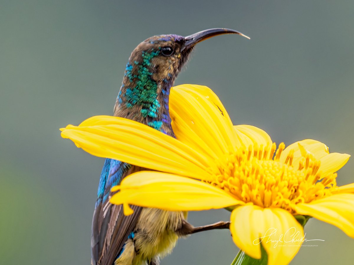DiveArtist's tweet photo. I love Sunbirds! I first saw them in the Philippines and then I saw more of the species in Uganda! These are Variable Sunbirds that I saw from a friend’s porch at our lodge in Bwindi.
#variablesunbird #ugandabirds #sunbirds #BirdsSeenIn2025 #birdcpp https://t.co/7zuuqCzN4c