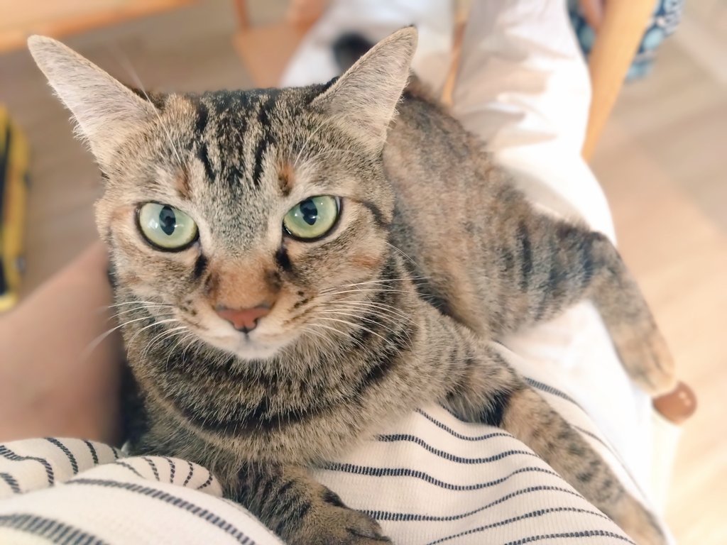猫、飼い始めました on X: 