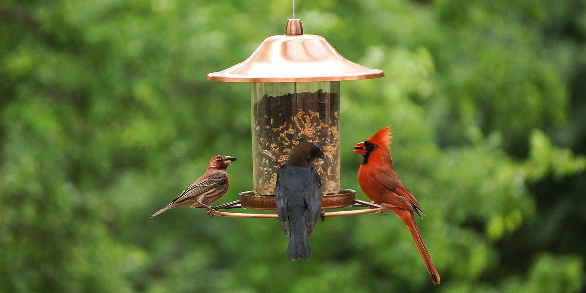 Does anyone else have a bird feeder in their back yard?