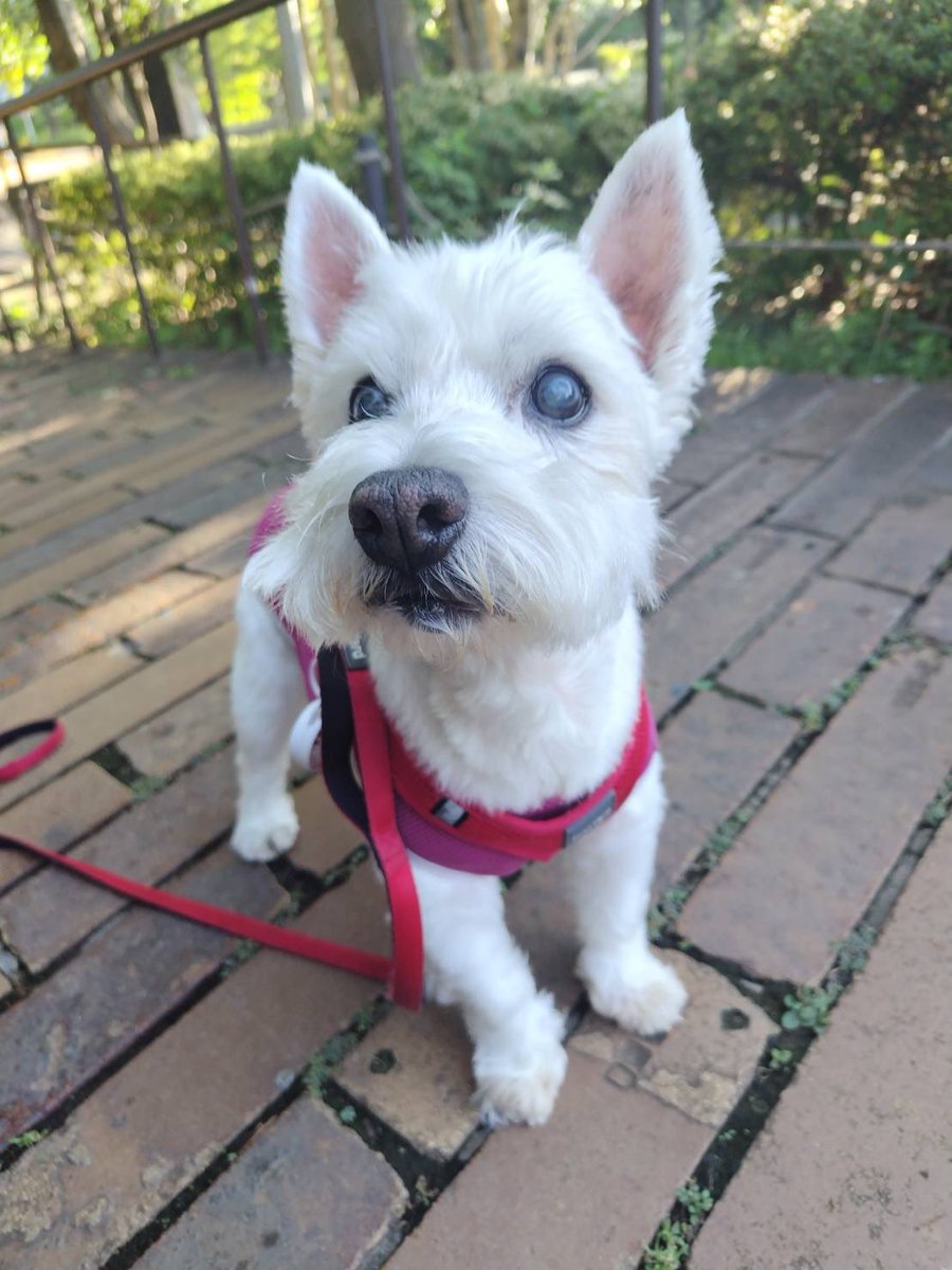 ちーちゃんですけどもっ第2巻発売中です❗️ on X