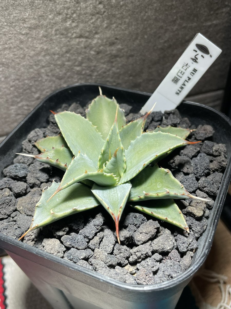 吉巴羅
葉数は多くなってきた🫠