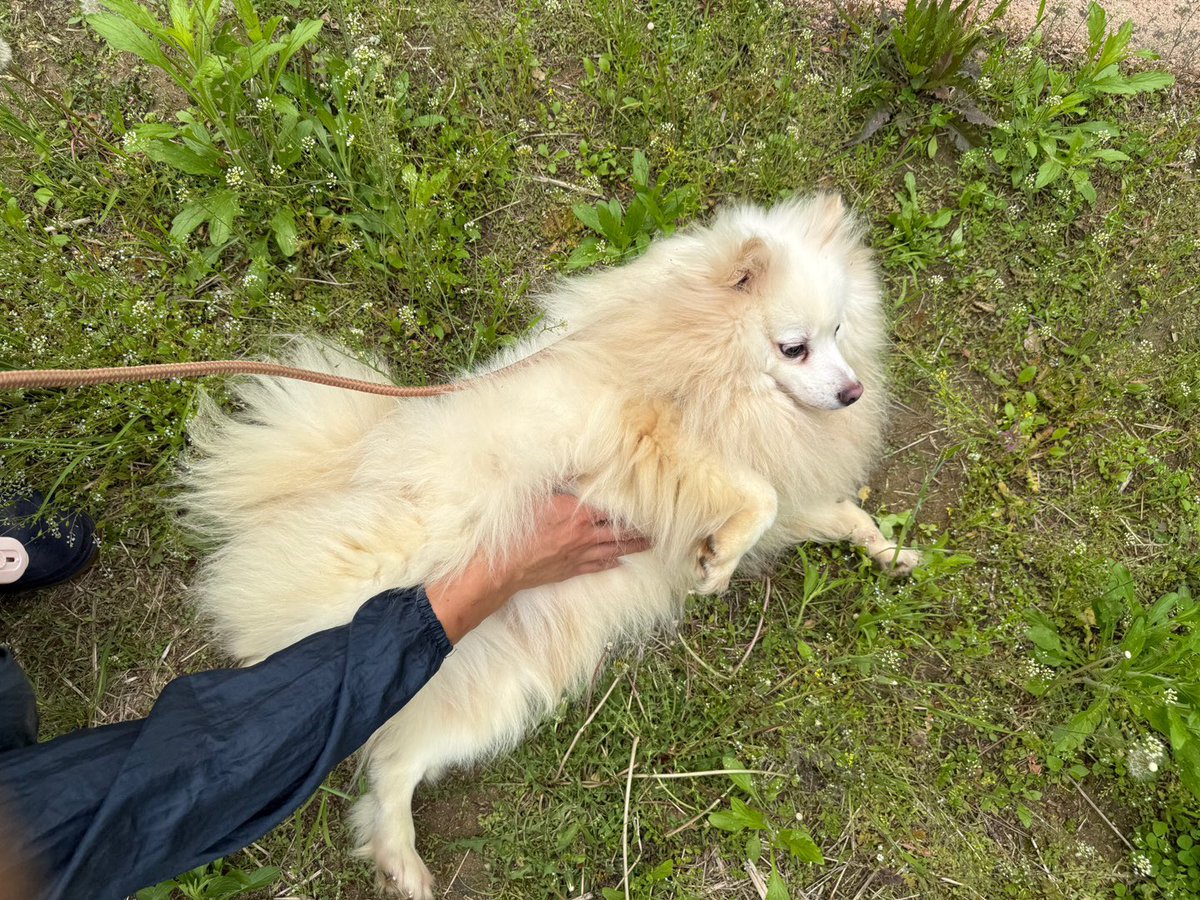 미용 전의 심바예요!
실외배변 실내배변 둘 다 잘한다고 하네요.
임보 자리 남는분들… 부탁좀드립니다!!