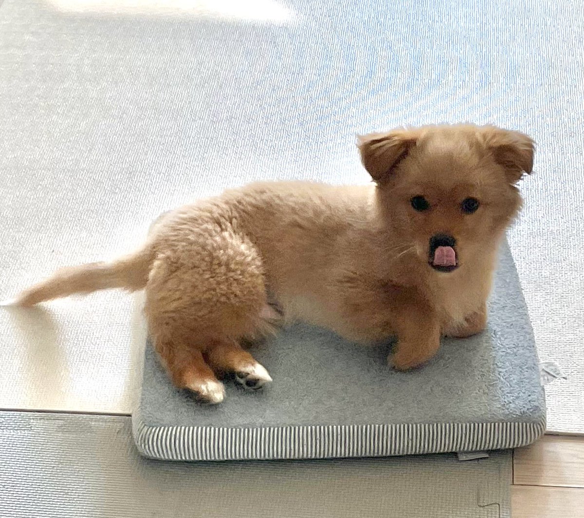 저쪽강아지께서보내신
메롱
입니다.