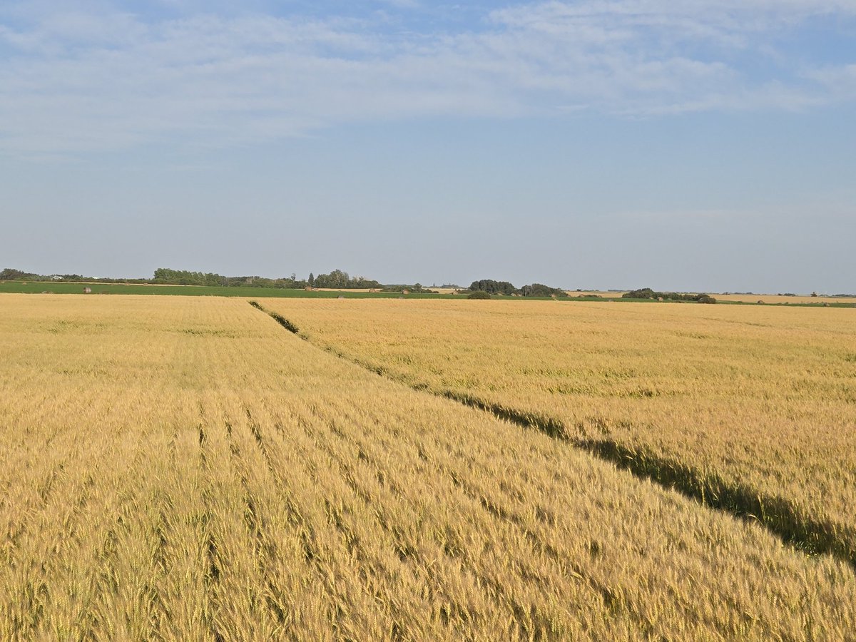 Randy Toman (@randytoman) on Twitter photo Aac wheatland vb on the right. Aac Stoughton vb on the left. Both looking excellent. Stoughton looks like it's standing a bit better. 
<a href="/SeCanLauren/">Lauren Wensley🌾</a> #tomanag
Tomanag.ca quality seed, quality service Aac wheatland vb on the right. Aac Stoughton vb on the left. Both looking excellent. Stoughton looks like it's standing a bit better. 
<a href="/SeCanLauren/">Lauren Wensley🌾</a> #tomanag
Tomanag.ca quality seed, quality service