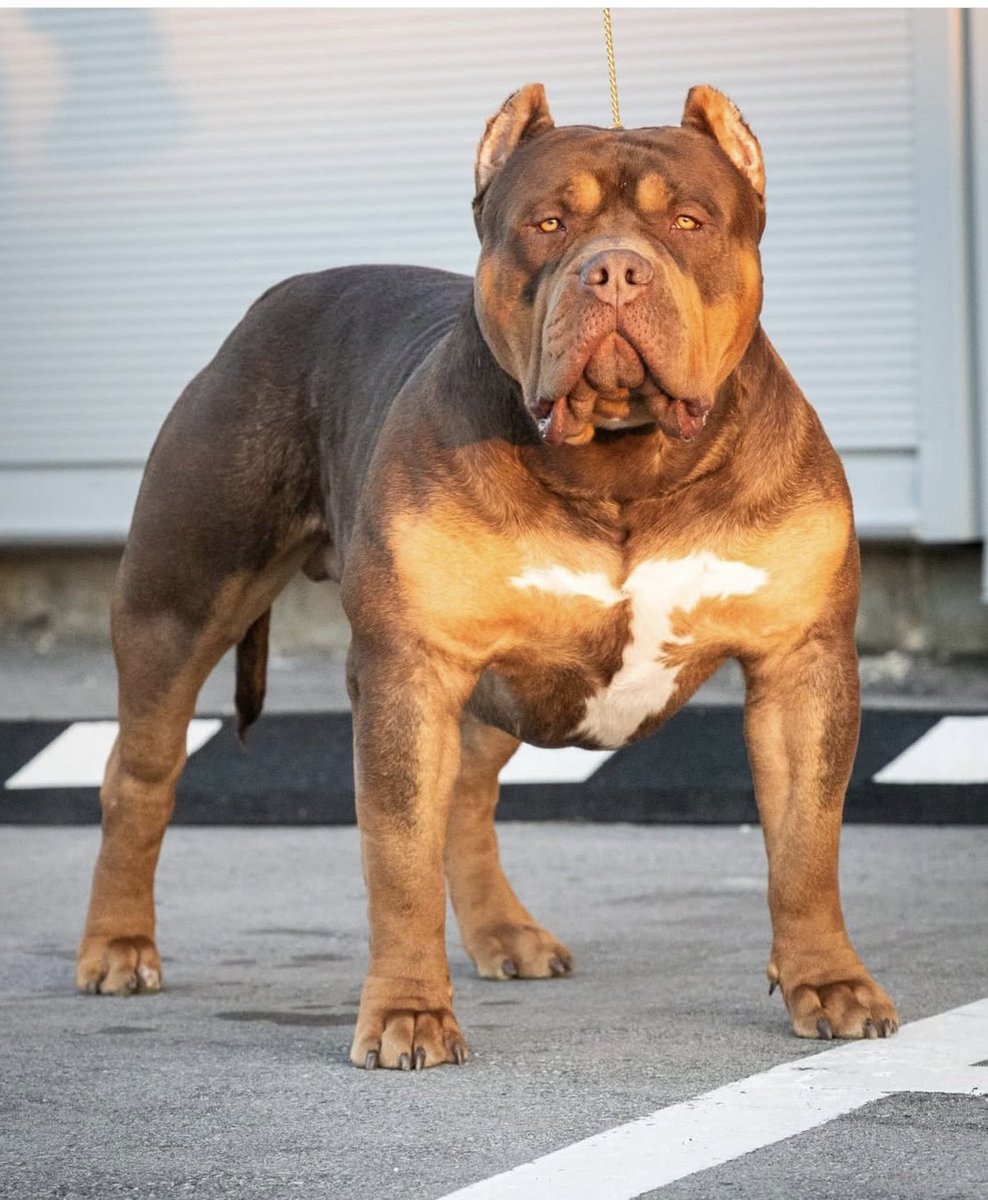 ThugTugz's tweet photo. @kingstaccz How about a dog? https://t.co/epeqOIjbmi