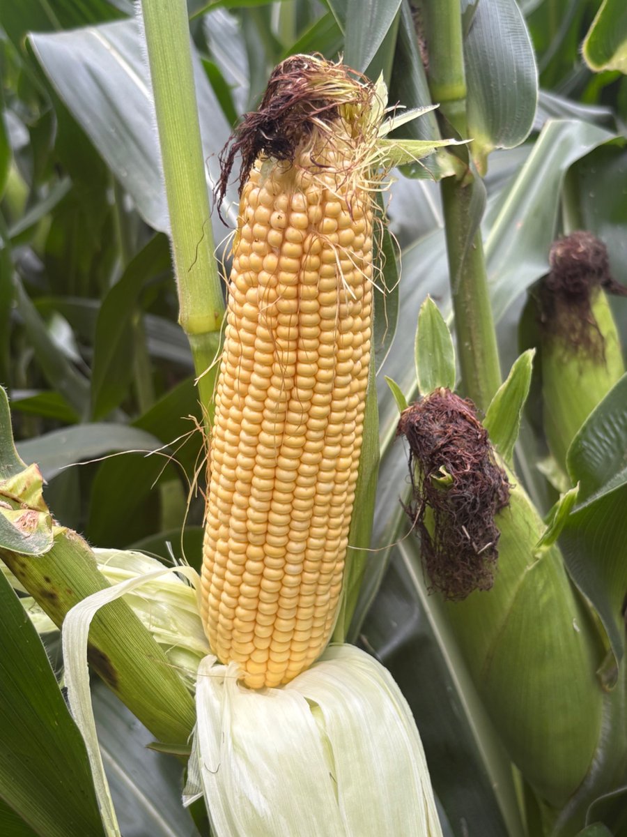 Checked in on this #YieldHeroEast field of P0529Q today for John P. Masschelein Holsteins. Table top perfect and green top to bottom still! <a href="/PioneerSeedsCA/">Pioneer Seeds Canada</a>