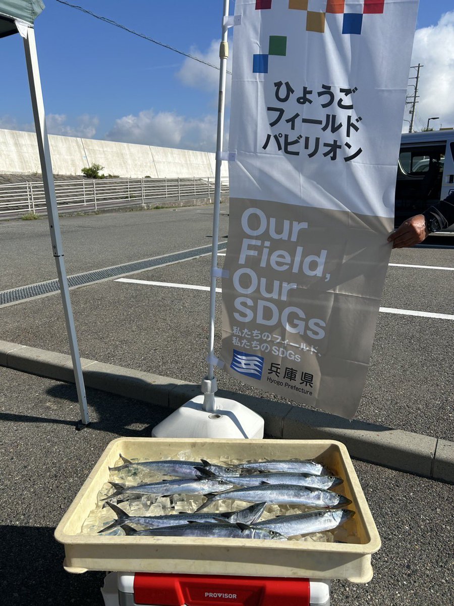 ４０センチ弱までとなりましたがこの時期にサゴシがお土産になってくれる事自体稀なので嬉しい回遊です😁
塩焼きや西京焼き、フライなんかもオススメです✨
まだまだ続く事に期待ですね😆