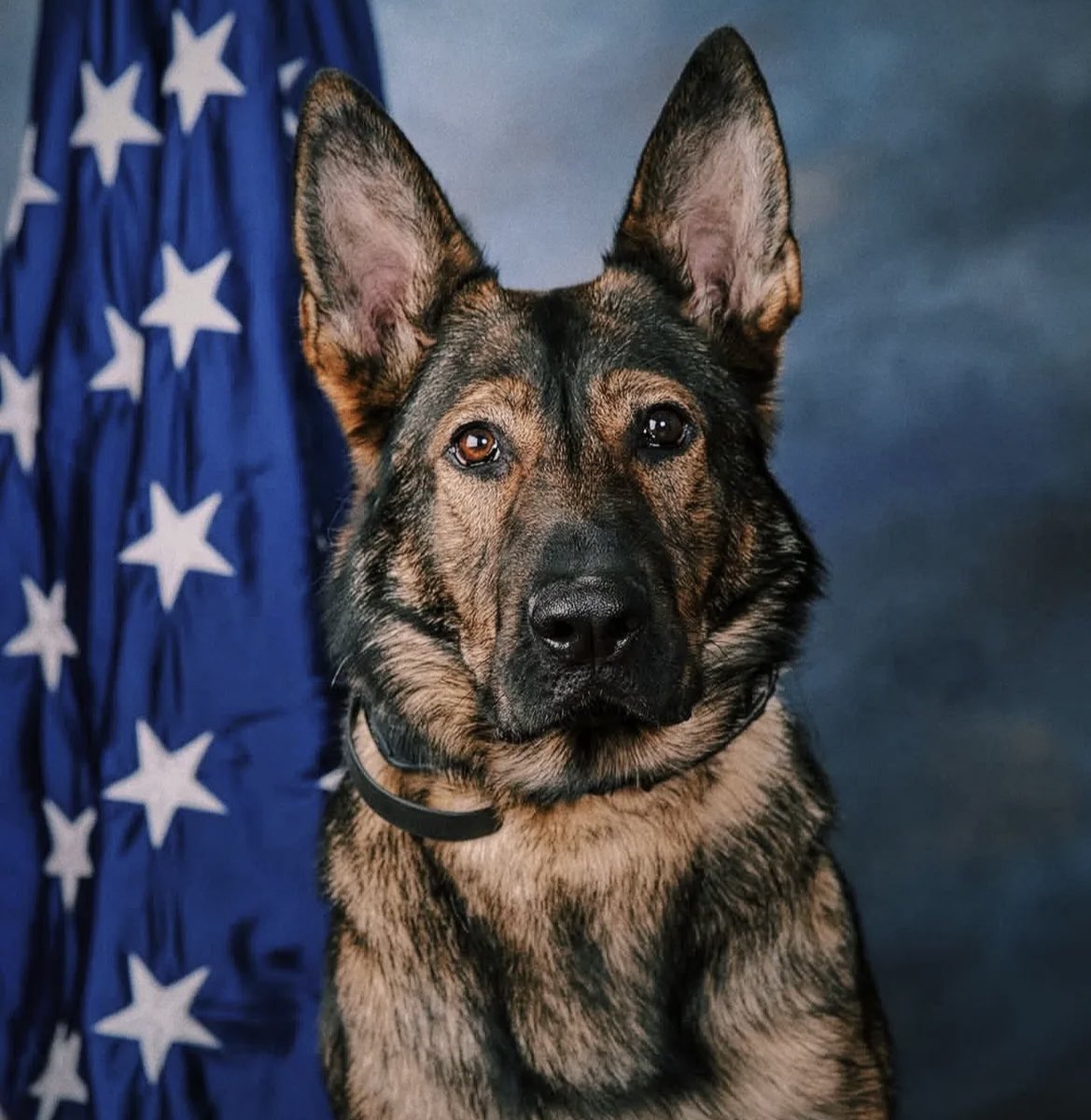 Happy Retirement K-9 Officer Rio 💙🇺🇸
"We wish K-9 Rio a Happy Retirement as he begins the next chapter of his life at home with his handler Sergeant Jamie Luckoski. Rio proudly served the department for more than 5 years as a dual- purpose narcotic K-9. Thank you for your
