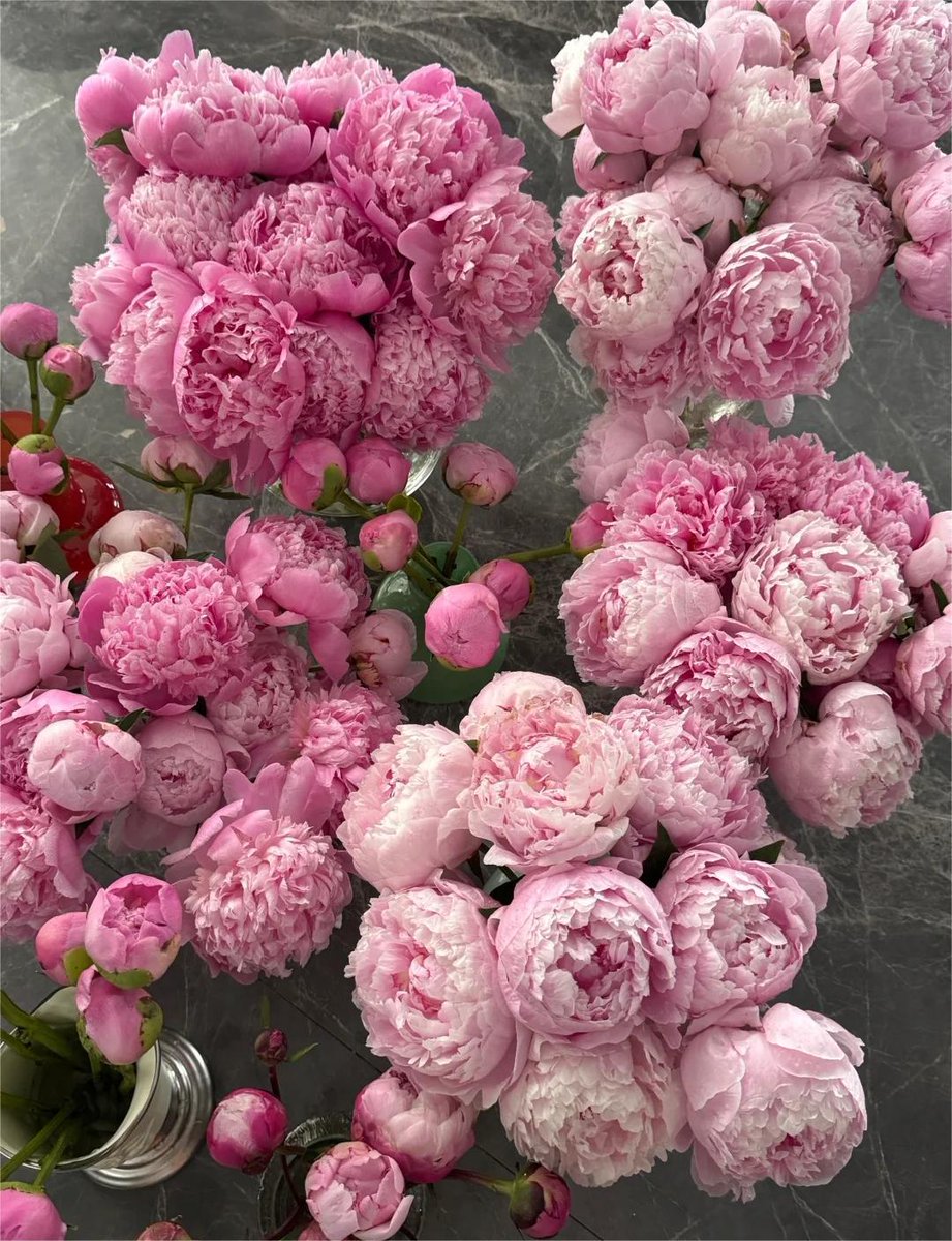 A fresh bloom to start a fresh day 🌺✨🌞