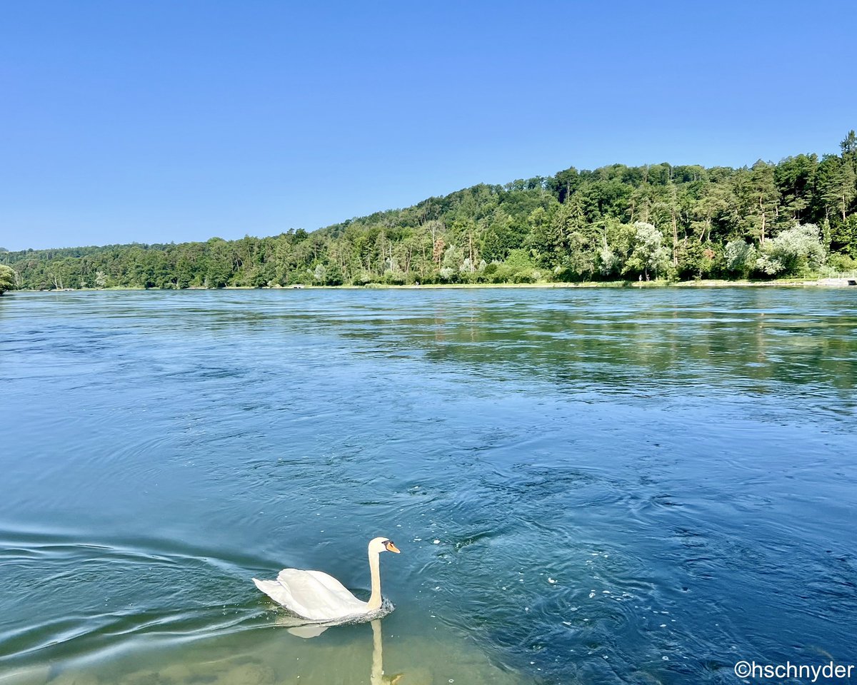 HrSchnyder's tweet image. Naturschutzgebiet "Thurauen"-Aussichtspunkt "Thurspitz"
#thurauen #rhein #thur #wandern #hiking