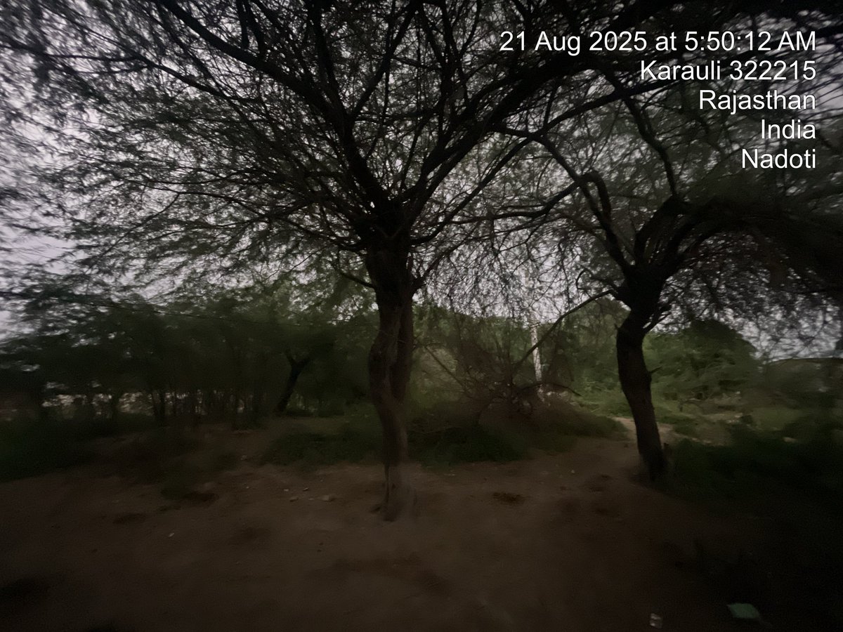 Realanshuman3's tweet photo. @JVVNLCCare सुबह 5 बजे इस लाइन में बीच में बड़े पेड़ 🌳 है लाइन पूरी नीचे 👇 झुक गई है शॉर्टसर्किट हो पूरे मोहल्ले की बिजली चली गई है  कृपया FR टीम को भेजने की कृपा करें  लाईट नहीं है लाइन नीची होने से हादसे की आशंका है village jeerna https://t.co/sKl69N223r