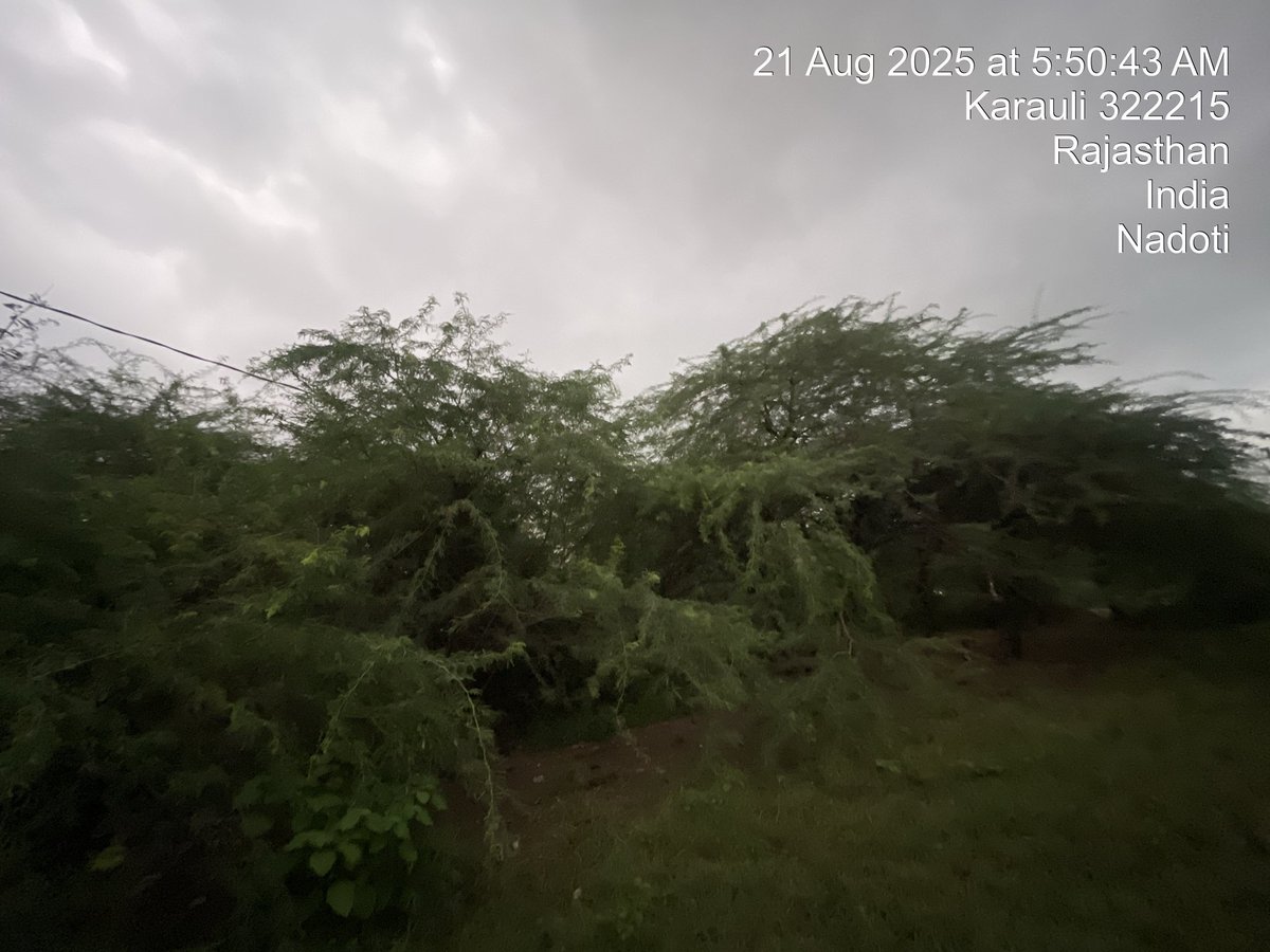 Realanshuman3's tweet photo. @JVVNLCCare सुबह 5 बजे इस लाइन में बीच में बड़े पेड़ 🌳 है लाइन पूरी नीचे 👇 झुक गई है शॉर्टसर्किट हो पूरे मोहल्ले की बिजली चली गई है  कृपया FR टीम को भेजने की कृपा करें  लाईट नहीं है लाइन नीची होने से हादसे की आशंका है village jeerna https://t.co/sKl69N223r