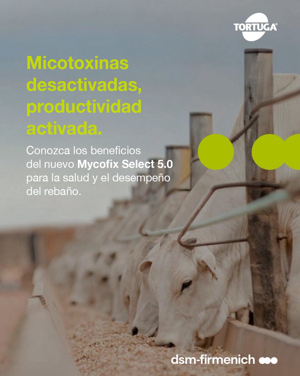 dsm_uy's tweet photo. Un rebaño sano y protegido es sinónimo de rentabilidad garantizada. 📈 Y para asegurar el desempeño y optimizar la salud de los animales, desarrollamos Mycofix®️ Select 5.0. 🐂 https://t.co/pYfuDLrBMM
