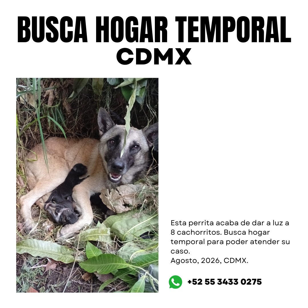 Esta hermosa perra dio a luz a 8 cachorritos. Se busca hogar temporal para poder atender su caso. CDMX.