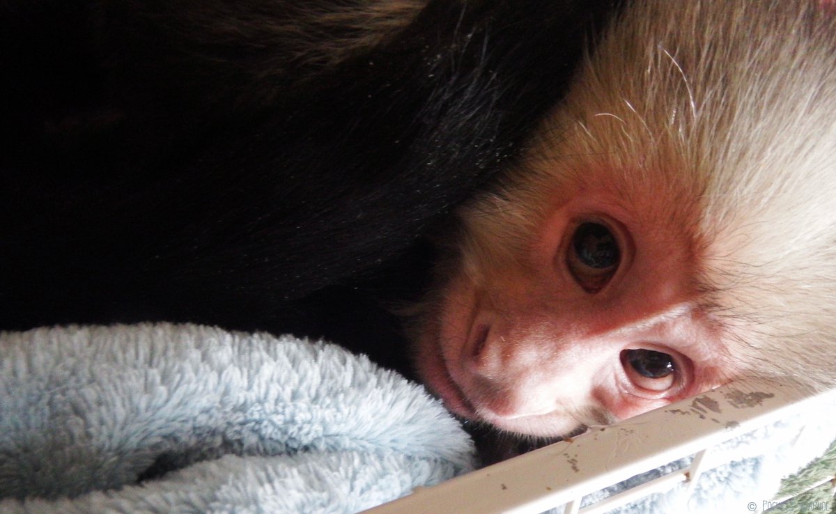 PocketsWarhol's tweet photo. I am merely an insignificant little monkey on a microscopic blue dot in the vastness of space๐๐ต#bekintoanimals #AFTERLIFE #Universe https://t.co/VGJCIv5Nvo