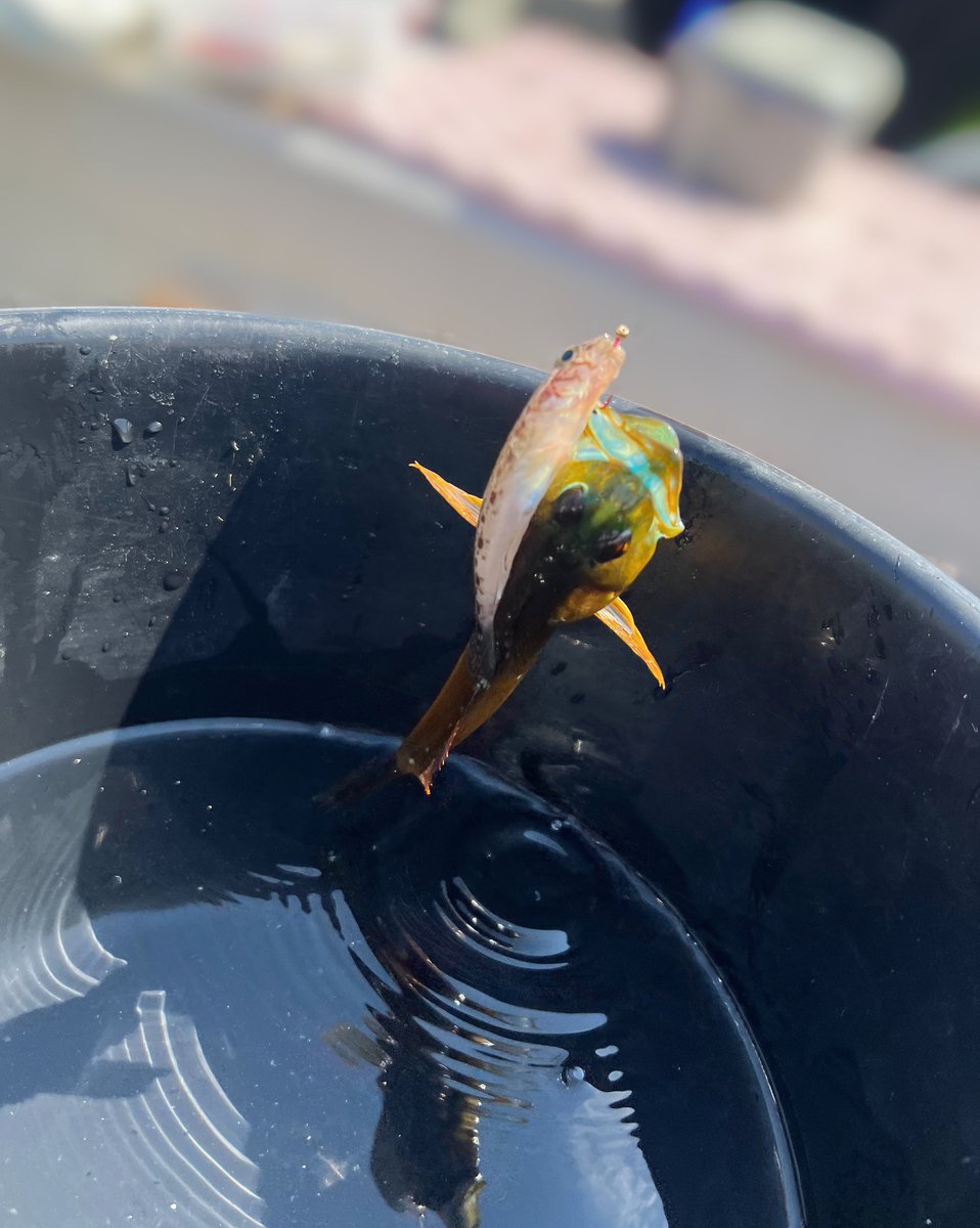 小鳥遊るい💜RERE武蔵小杉 (@ruirui_re2) on Twitter photo おはるい🔆
本日はお勉強𝐃𝐚𝐲📚✍🏻
学びたかった回なので楽しみ🥰
今日も一日頑張りましょ〜(ノ`•ω•)و おはるい🔆
本日はお勉強𝐃𝐚𝐲📚✍🏻
学びたかった回なので楽しみ🥰
今日も一日頑張りましょ〜(ノ`•ω•)و