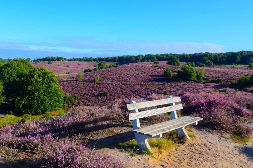 Als een deken van stikstof
Ligt de hei op de Veluwe