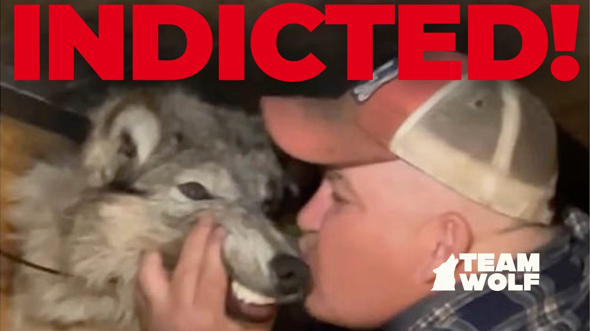 🚨BREAKING: Cody Roberts—the man who ran down a Gray Wolf with a snowmobile, taped her mouth shut &amp; paraded her through a Wyoming bar—has been indicted by a grand jury for felony animal cruelty.

It’s a step toward accountability, but wolves won’t have justice until WY reforms.