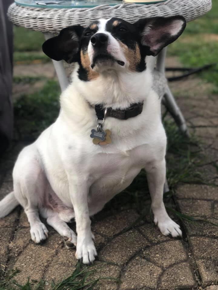 TwoBeags's tweet image. We are sad to say cuzin Marley got his wings today. M&amp;amp; D got to say goodby for us. We gonna miss him coming over to play.  Fly high our little cuz we will see you on the other side . Paws up for Marley 🐾🐾💔💔💔🌈