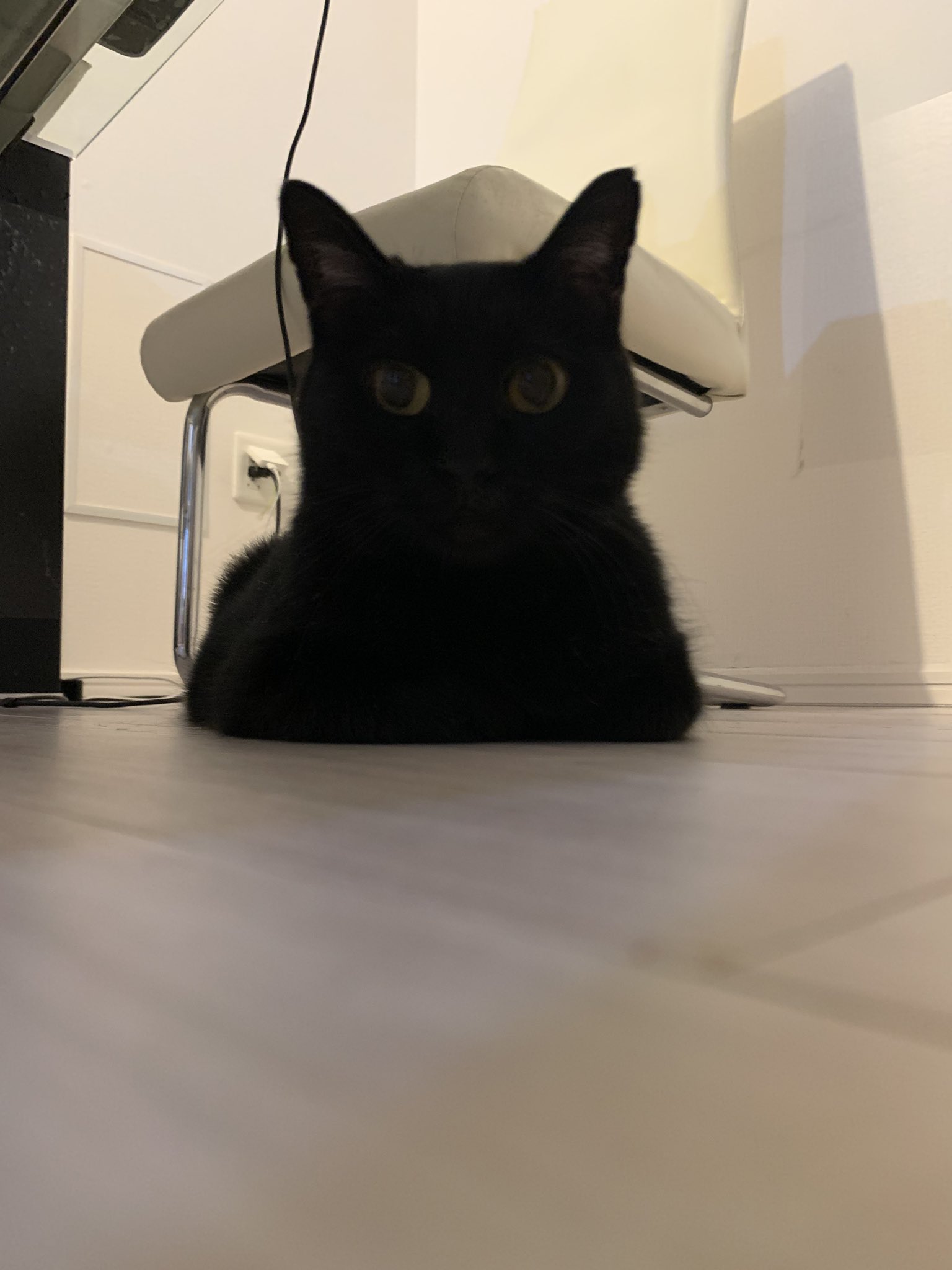 黒猫 Amazon.co.jp: リアルな動物オブジェを作れる ブロックおもちゃ