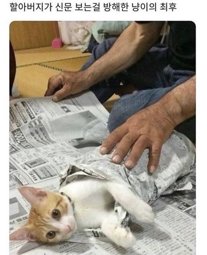 할아버지가 신문 보는걸 방해한 냥이의 최후