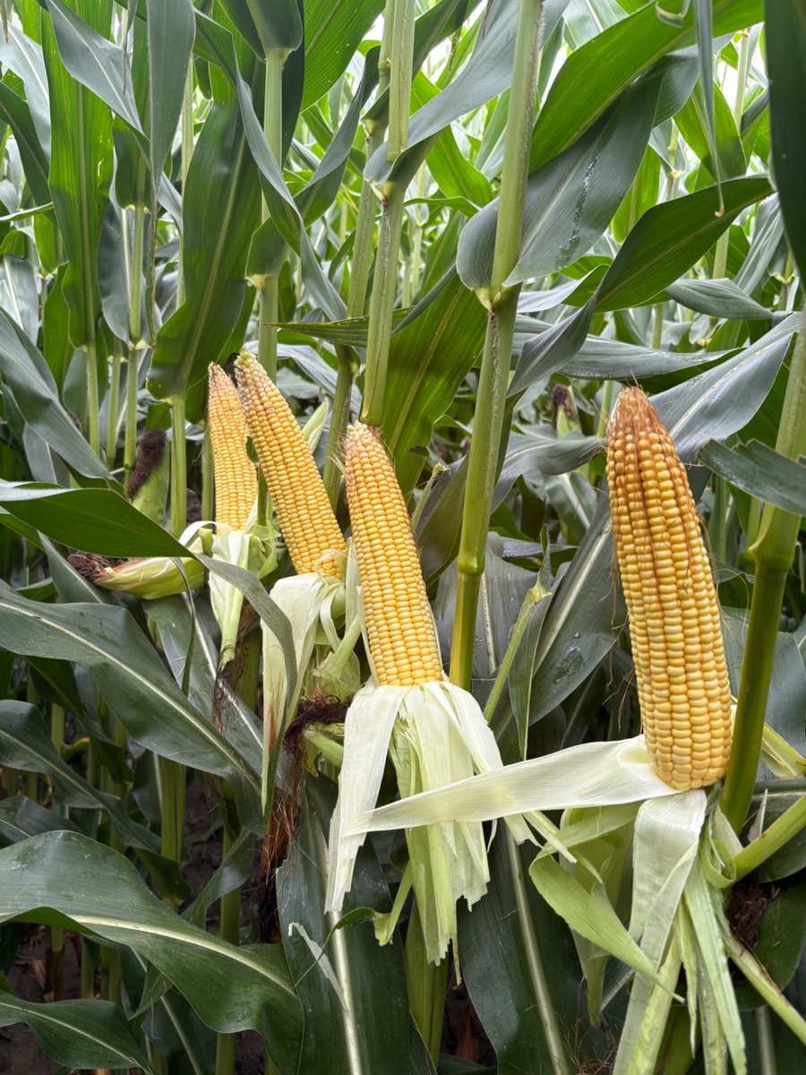 Porkhill Farms knows the recipe to grow big corn for #YieldHeroEast  Hog manure, red clover plowdown, and a picket fence of P0035Q! <a href="/PioneerSeedsCA/">Pioneer Seeds Canada</a>